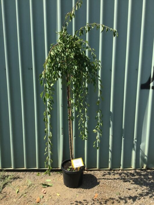 Prunus mume 'Pink Flowering Apricot' 1.8m Standard 13" Pot