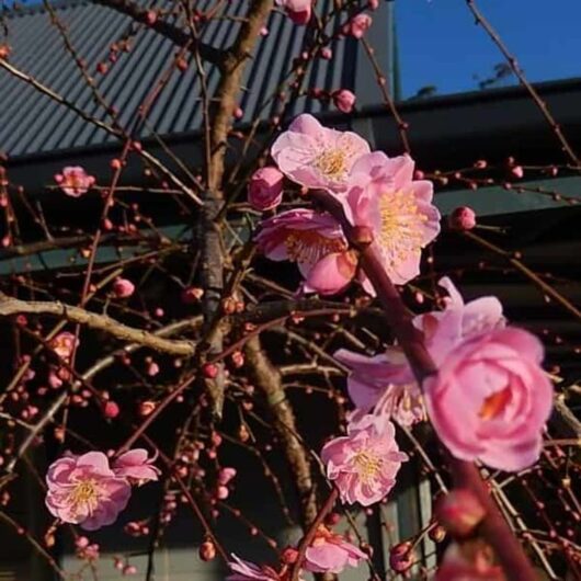 Close-up of Pink Flowering Apricot blossoms on branches with a dark building in the background during twilight.