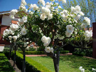 Standard Iceberg roses with a box hedge underneath