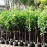 A pleached garden of trees in pots.