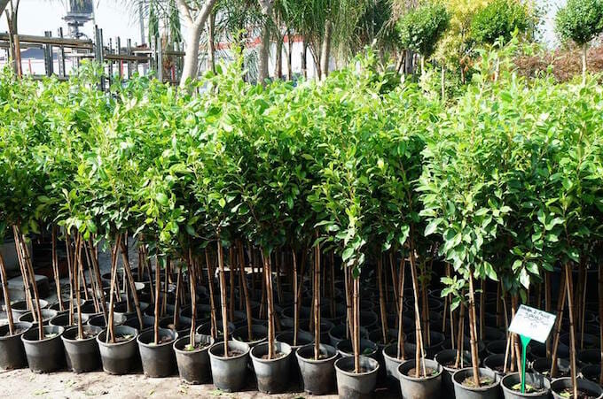 A pleached garden of trees in pots.