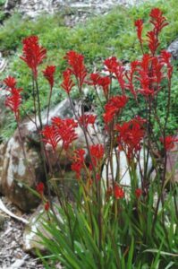 Red Anigozanthos 'Bush Volcano™' Kangaroo Paw 6" Pot, commonly known as Kangaroo Paw, flowers are gracefully growing in a garden adorned with rocks.