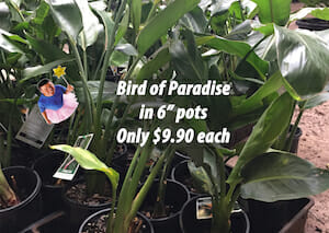 Bird of Paradise Tutu-blog