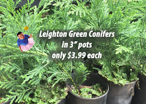 Leighton Green Tutu-blog