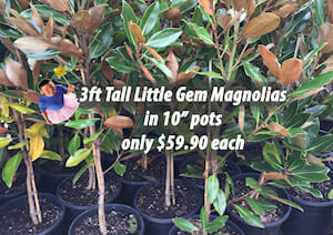 Little Gem Magnolias Tutu-blog