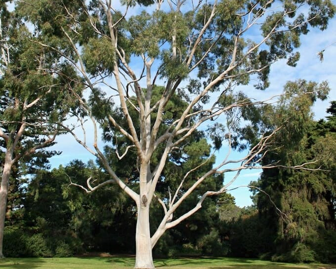 eucalyptus-citriodora