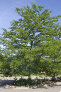 A Gleditsia 'Shademaster' 10" Pot tree with green leaves in the middle of a parking lot.