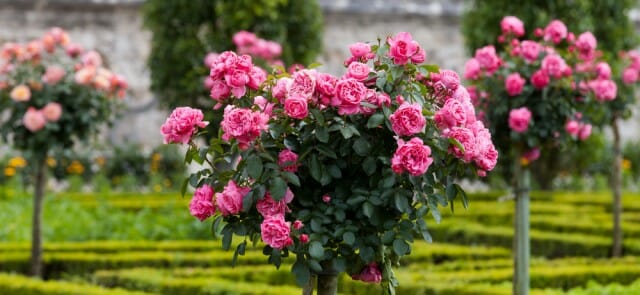 pink-rose-blog