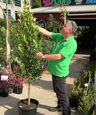 pleached-ficus-1