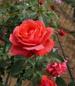 Fragrant Cloud Rose @ Hello Hello Plants