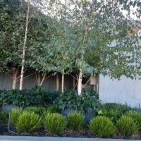 Betula 'Upright Silver Birch' 20" Pot
