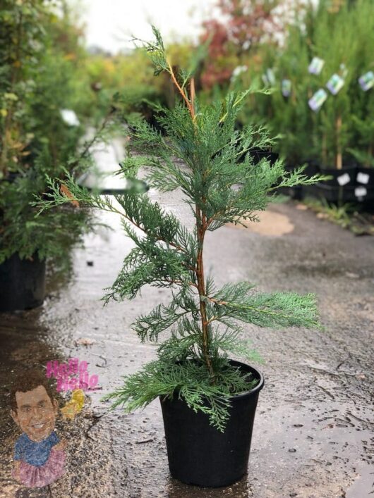 Leighton Green Conifer 8" Pot