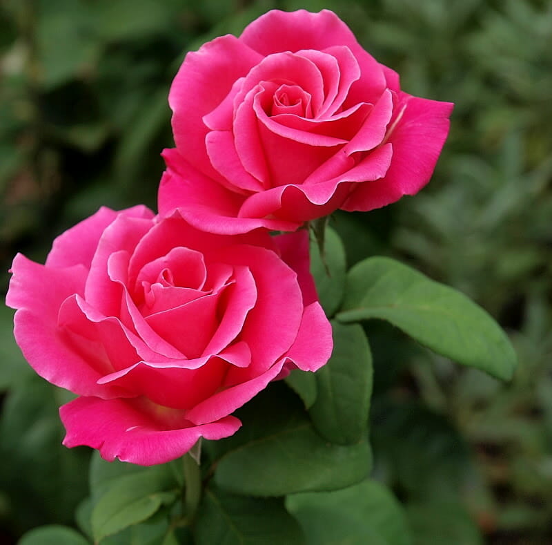 Two Rose 'Perfume Delight' roses are blooming in a garden.