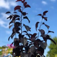 Prunus Nigra Foliage @ Hello Hello Plants