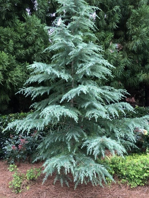 Small Feature Conifer & Pine Trees (Up to 5m)