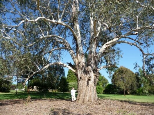 Description: A man standing next to a large Eucalyptus 'Manna Gum' 16" Pot, also known as a Manna Gum.