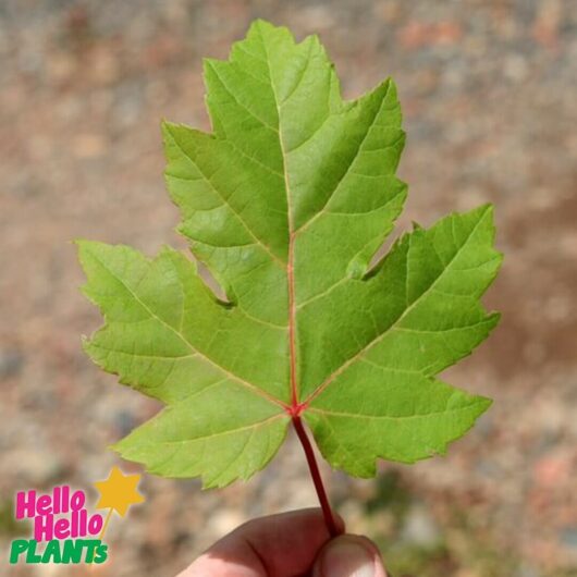 Acer 'Jeffers Red' Maple