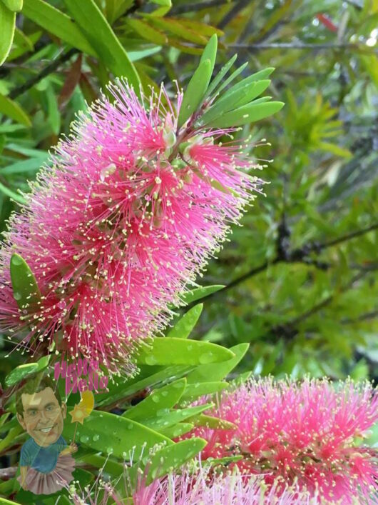 Bottle Brush "Champagne"