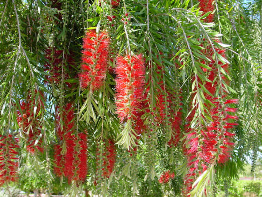 Callistemon viminalis 'Weeping Bottlebrush' 10" Pot with red flowers hanging from a tree in a garden.