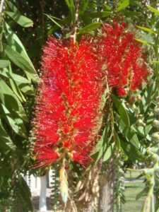 A Callistemon viminalis 'Weeping Bottlebrush' 10" Pot, with its vibrant red flowers, gracefully adorns the branches of a tree.