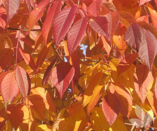 Bright red and orange autumn leaves of the Fraxinus 'Cimmaron Ash' Tree under sunlight.