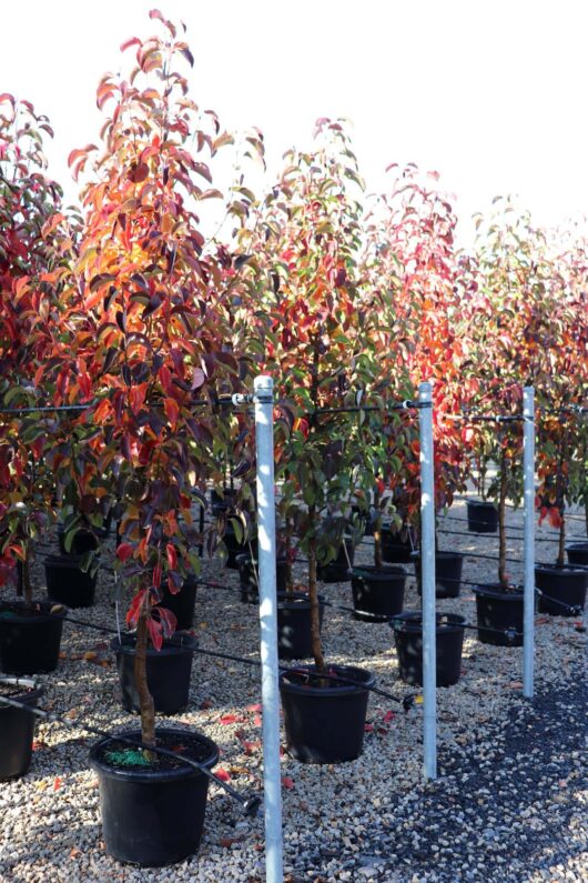 Rows of young Pyrus 'Cleveland' Ornamental Pear, with red leaves in black 16" pots, supported by stakes, on a gravel surface under bright sunlight.