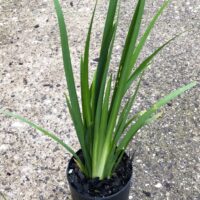 Dietes grandiflora ‘Wild Iris’ 3in