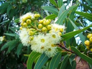 A Corymbia 'Yellow Bloodwood' Dwarf Gum 16" Pot tree with white flowers and green leaves.