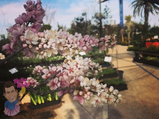 Elvins Flowering Plum