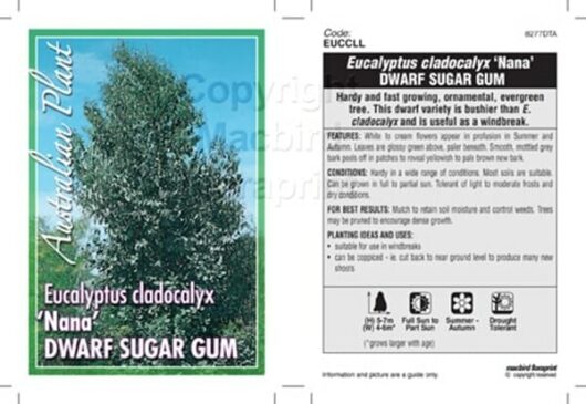 Eucalyptus 'Dwarf Sugar Gum' 6" Pot