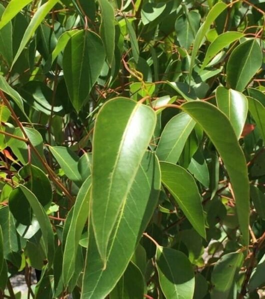 Eucalyptus 'Dwarf Sugar Gum' 6" Pot