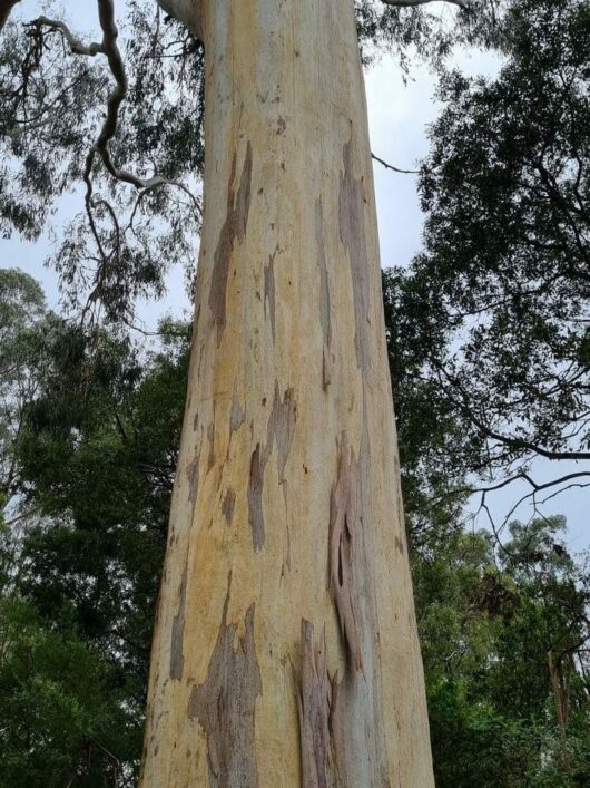 Eucalyptus 'Manna Gum'