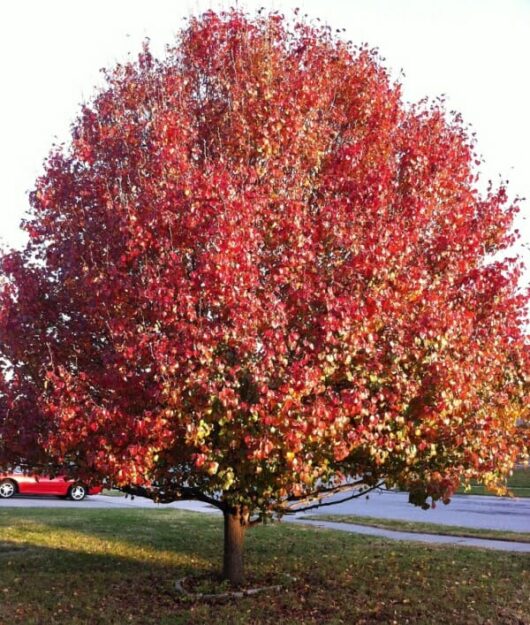 Pyrus 'Korean Sun™' Ornamental Pear