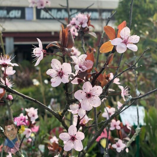 Prunus cerasifera ‘Nigra’ 16" Pot @ Hello Hello Plants