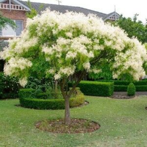 Flowering Ash