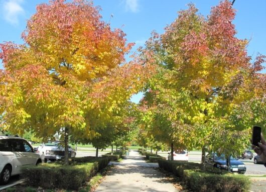 Fraxinus 'Cimmaron Ash' Tree 13" Pot