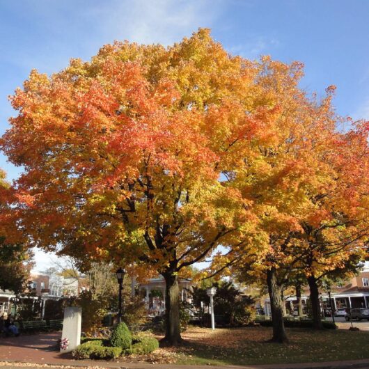 Fraxinus 'Urbanite® Ash' Tree