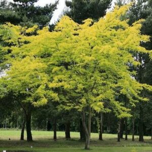 A Gleditsia 'Sunburst' 13" Pot tree with yellow leaves in a park.