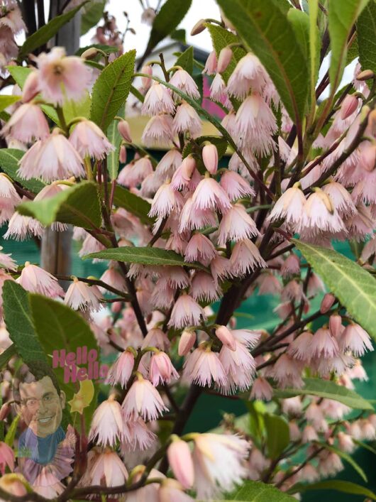 Elaeocarpus 'Blueberry Ash' flower