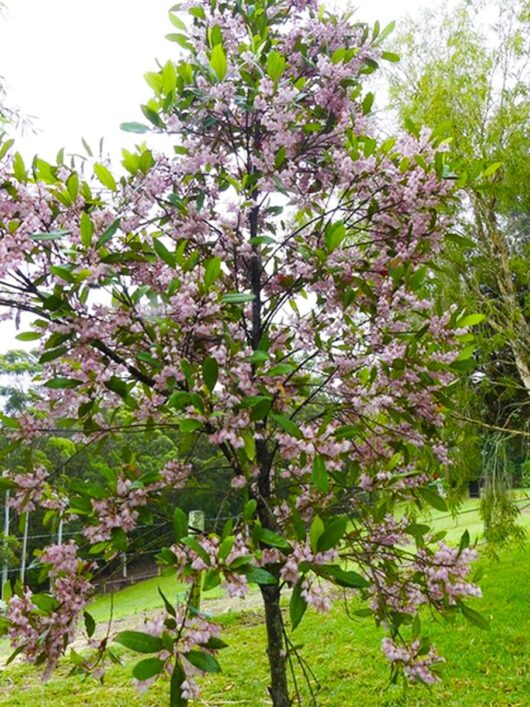 Elaeocarpus 'Blueberry Ash' tree