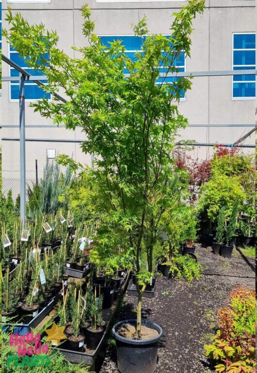 Hello Hello Plants Acer palmatum ‘Japanese Maple’ 16 advanced