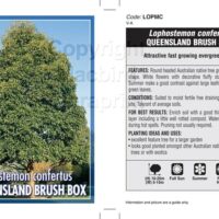 Lophostemon confertus 'Qld Box Tree' 10" Pot
