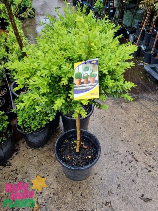 Buxus 'English Box' 2ft (Standard) 13" Pot