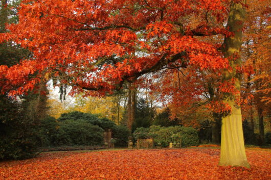 Quercus 'Scarlet Oak'
