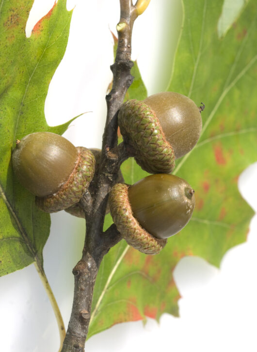 Quercus 'Scarlet Oak'