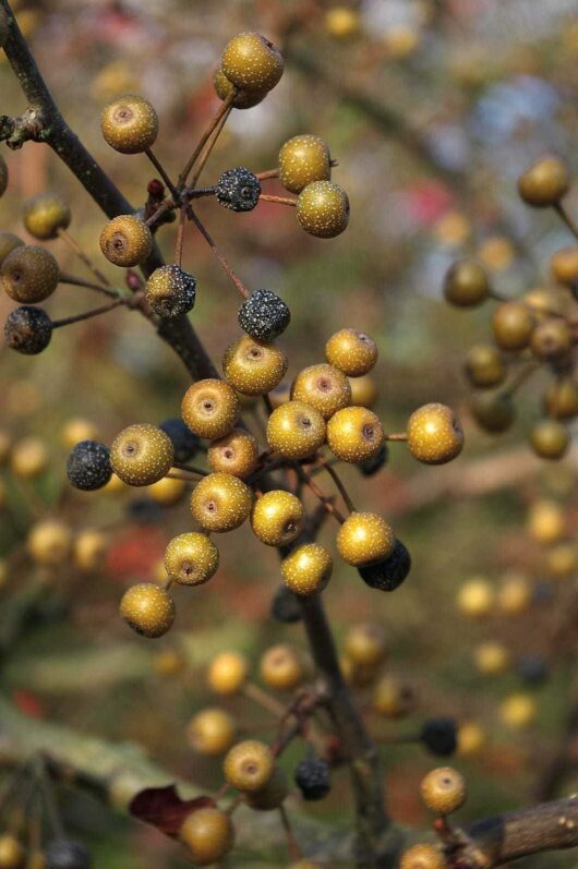 Pyrus 'Korean Sun™' Ornamental Pear