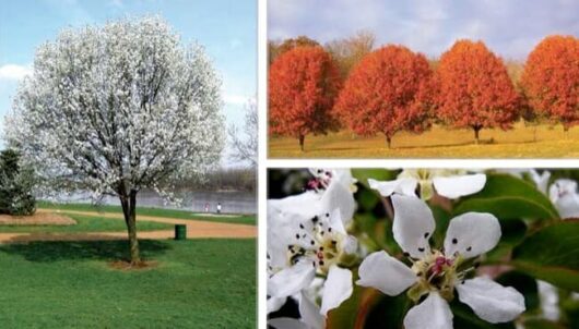 Pyrus 'Korean Sun™' Ornamental Pear