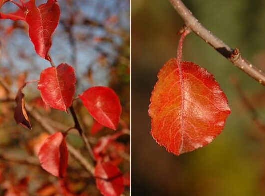 Pyrus 'Korean Sun™' Ornamental Pear