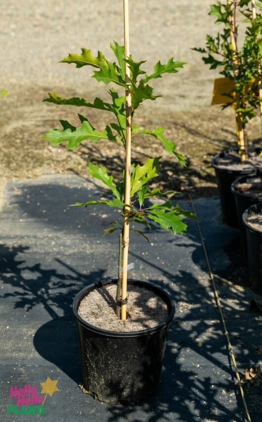 Hello Hello Plants Nursery Melbourne Victoria Australia Quercus palustris 'Pin Oak' 8in Pot