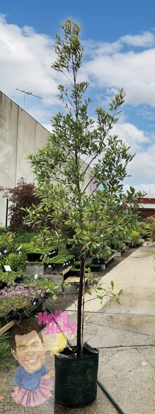 Elaeocarpus 'Blueberry Ash'